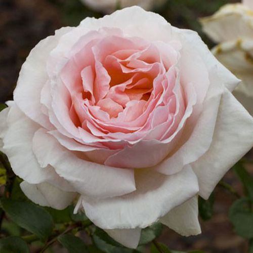 Rosen Online Gärtnerei - teehybriden-edelrosen - rosa - Rosa Andre Le Notre ® - stark duftend - Alain Meilland  - -